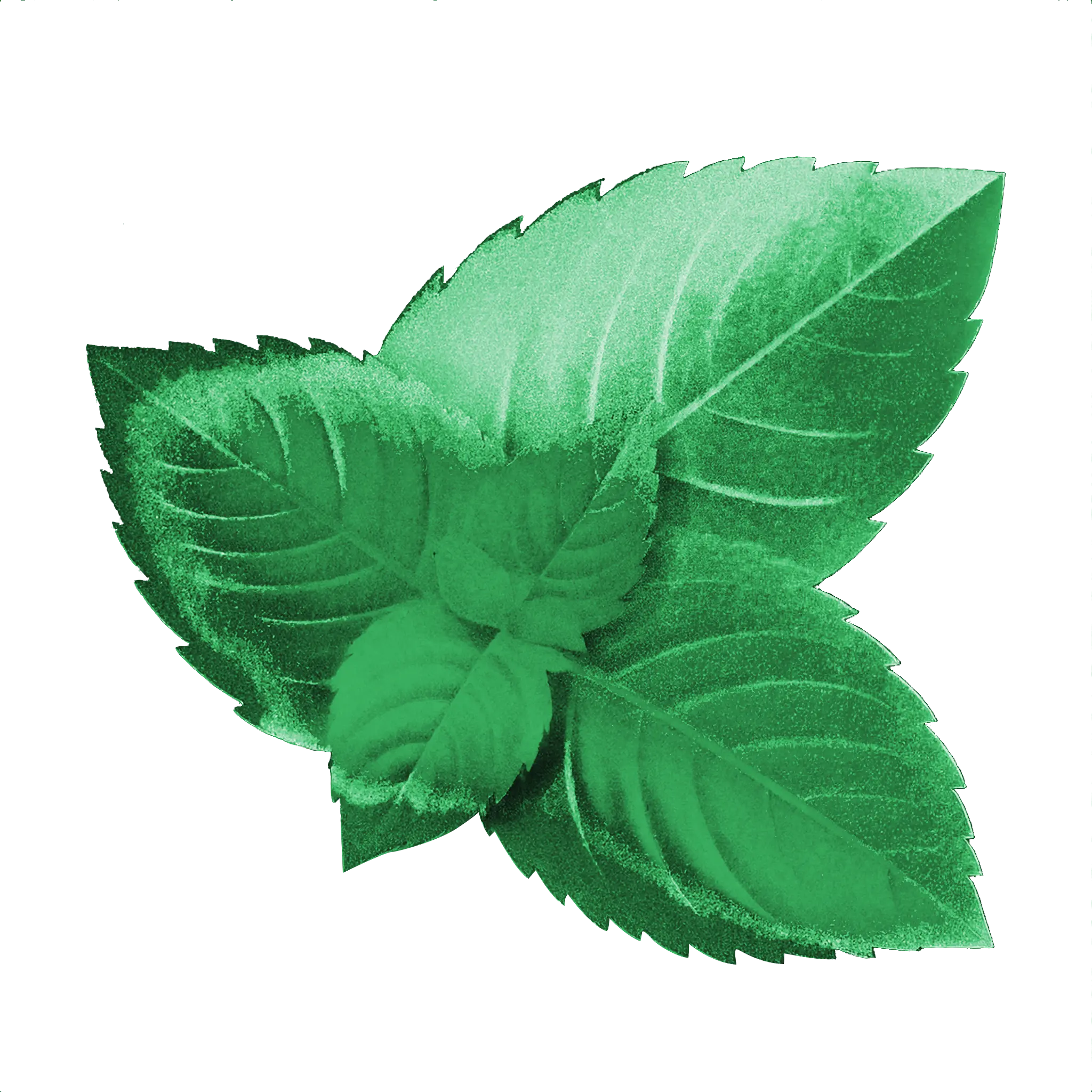 Image d'une pomme