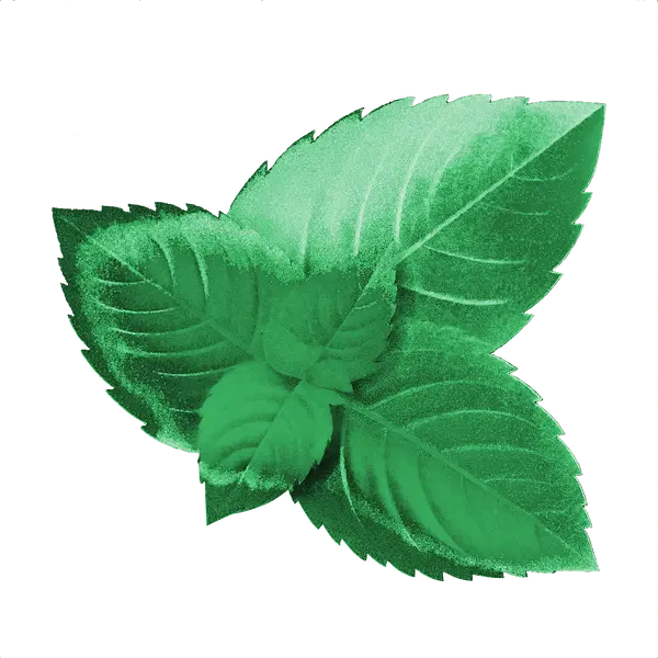 menthe-600x600
